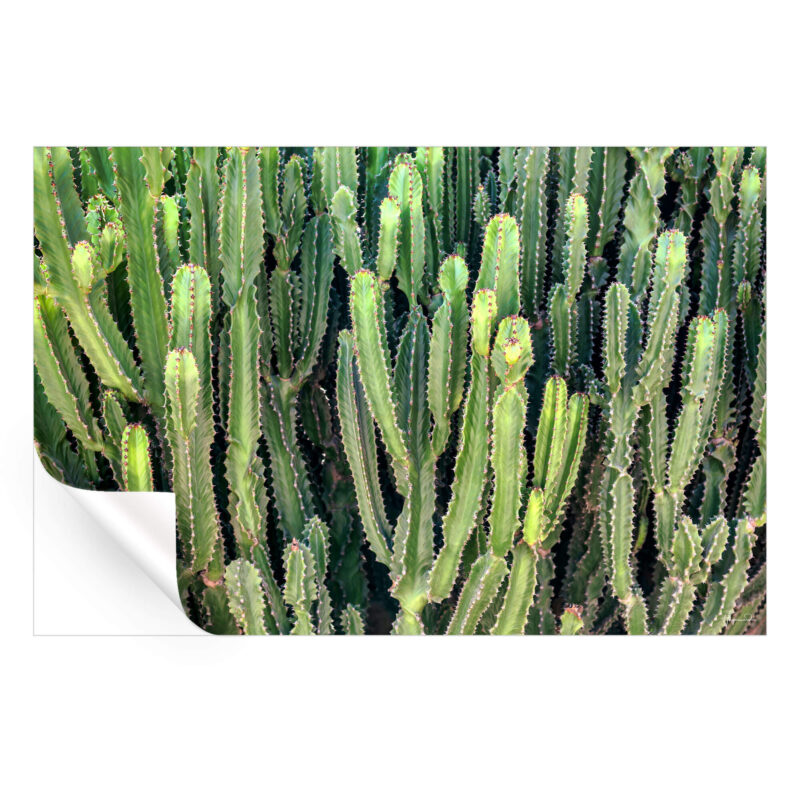 Cactus Wall Green Wall Art by Philippe HUGONNARD