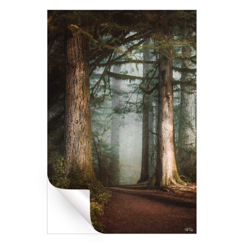Walk in the Woods Brown Wall Art by Paige Tingey