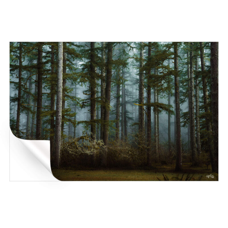 Moody Woods Cool Wall Art by Paige Tingey