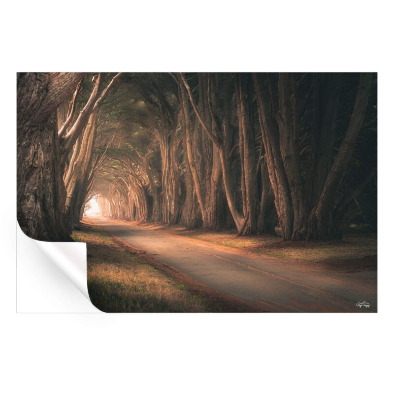 Tree Tunnel Brown Wall Art by Paige Tingey