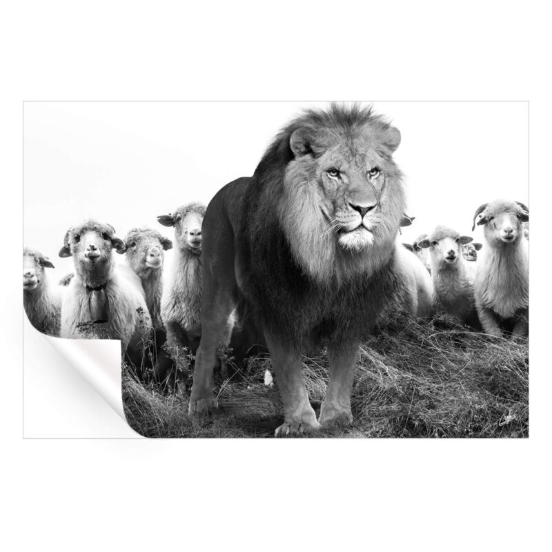 Lion and Sheep Black and White Wall Art by Zenja Gammer
