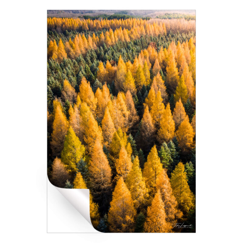 Tamaracks Vibrant Wall Art by Michigan Sky Media