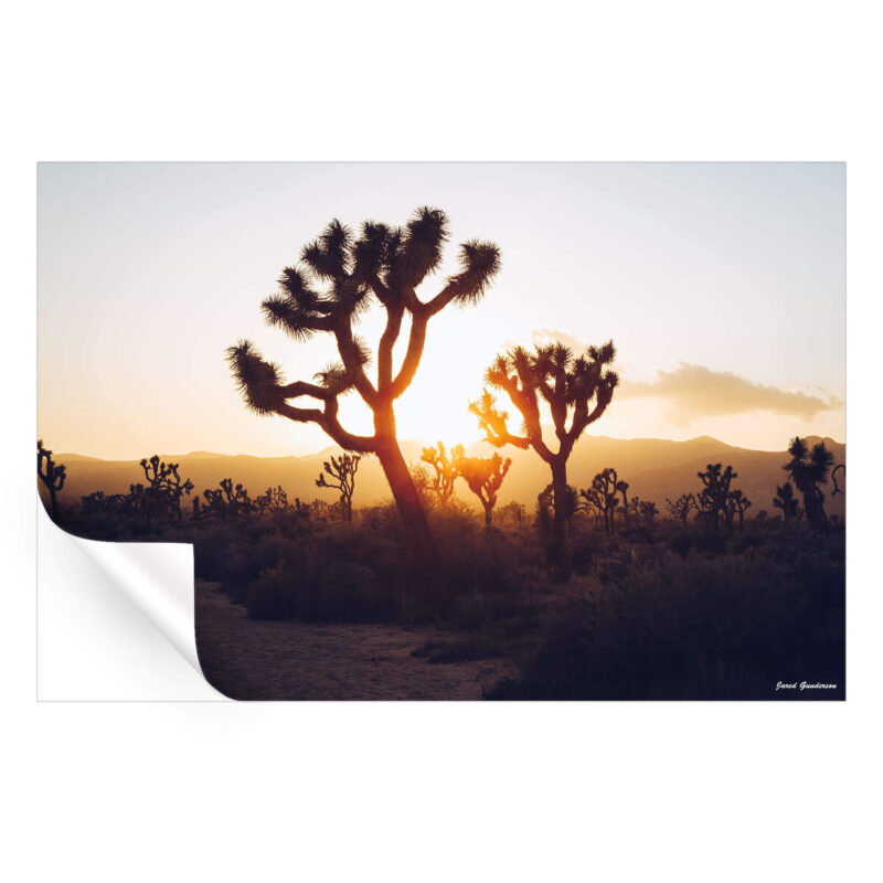 Desert Sunrise Warm Wall Art by Jared Q. Gunderson