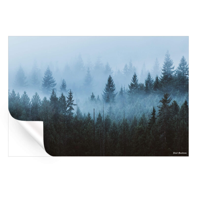 Enchanted Forest Cool Wall Art by Jared Q. Gunderson
