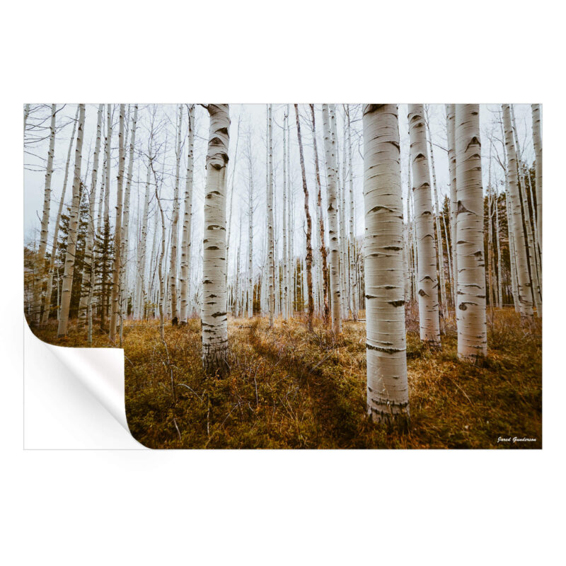 Aspen Grove Brown Wall Art by Jared Q. Gunderson