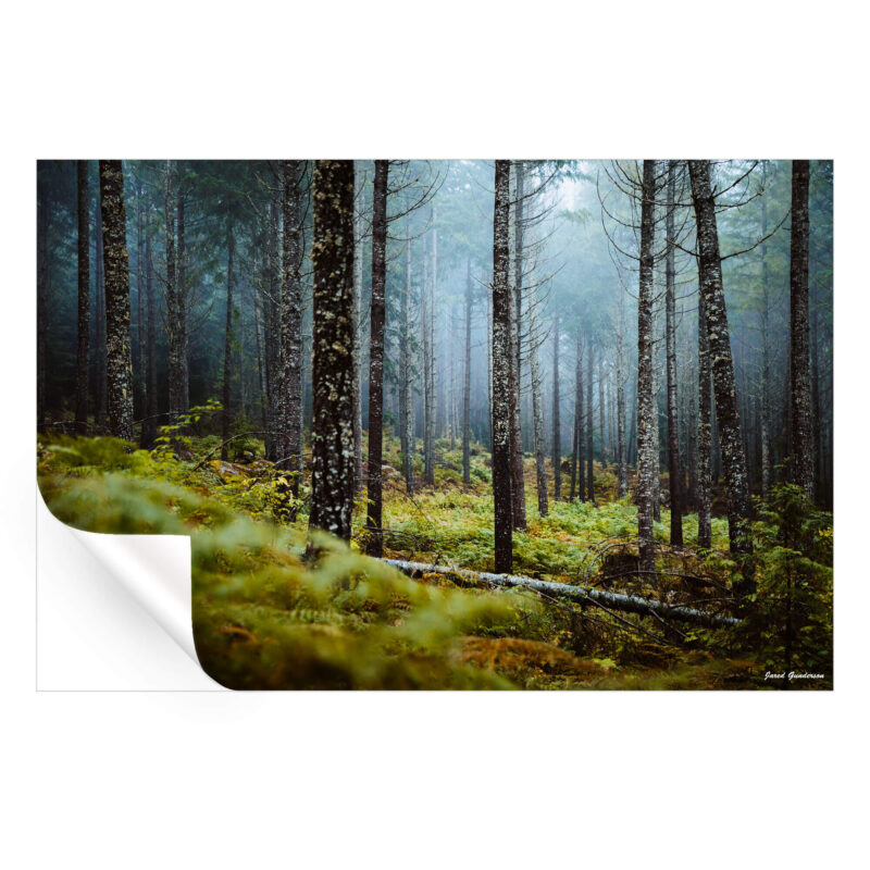 Wooded Escape Dark Wall Art by Jared Q. Gunderson