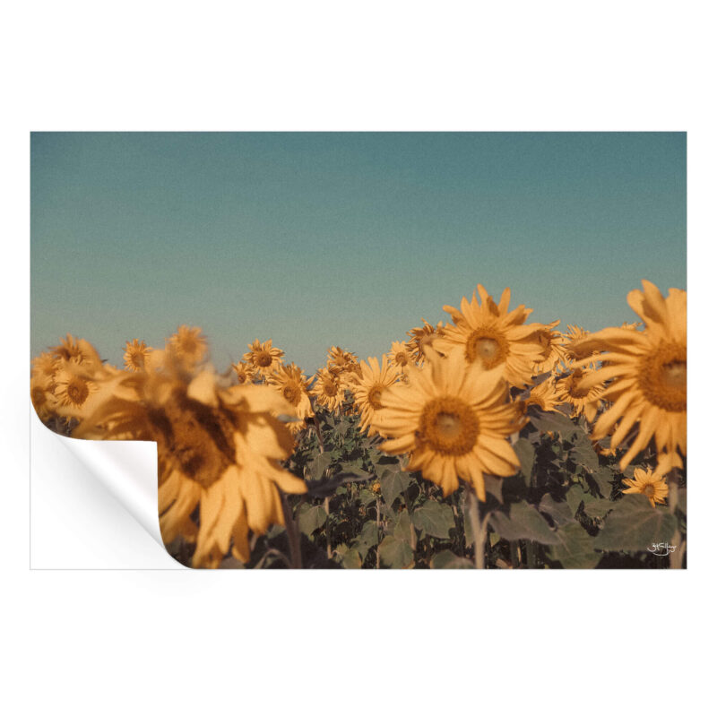 Sunflowers Warm Wall Art by Zachary Snellenberger