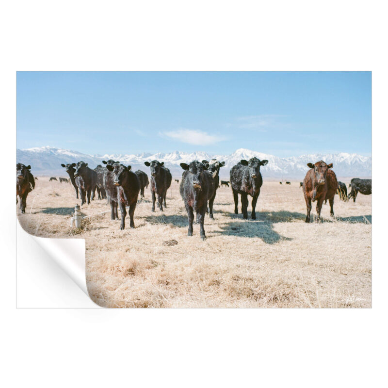 Lone Pine Neutral Wall Art by Nicholas Dantzer