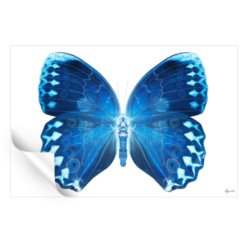 Miss Butterfly Formosana Blue Wall Art by Philippe HUGONNARD