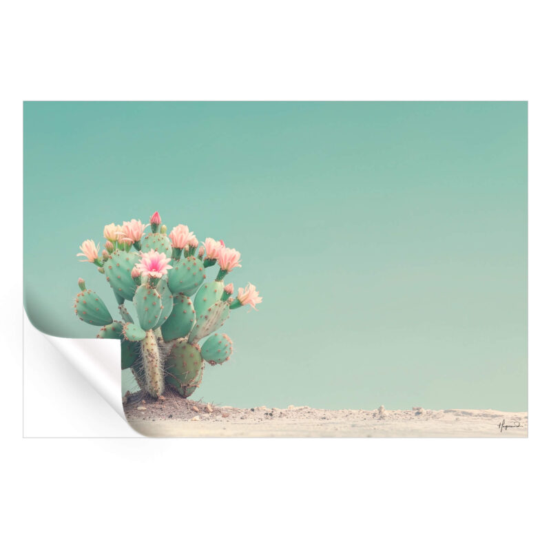 Cactus with pink flowers against a pale turquoise sky in a minimal desert landscape.
