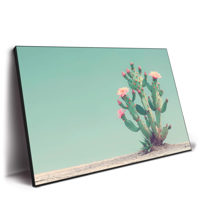 Small cactus with pink flowers in a minimal desert landscape against a turquoise sky.