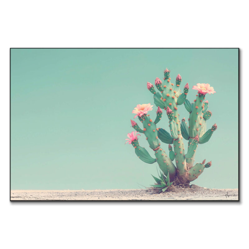 Minimal cactus with pink flowers in a serene desert landscape against a turquoise sky.