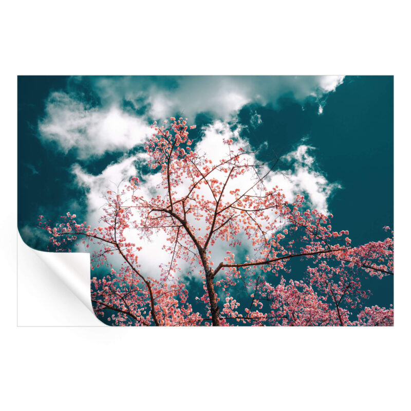 Cherry blossoms against a turquoise sky with drifting clouds.