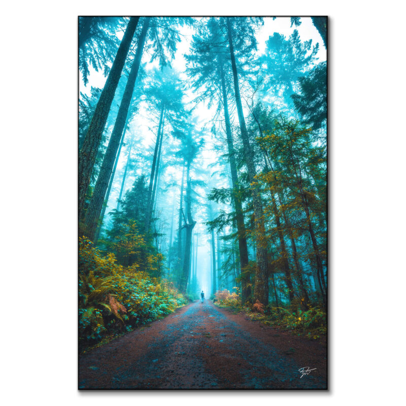Foggy forest in British Columbia, with towering trees and a person walking along a dirt path.