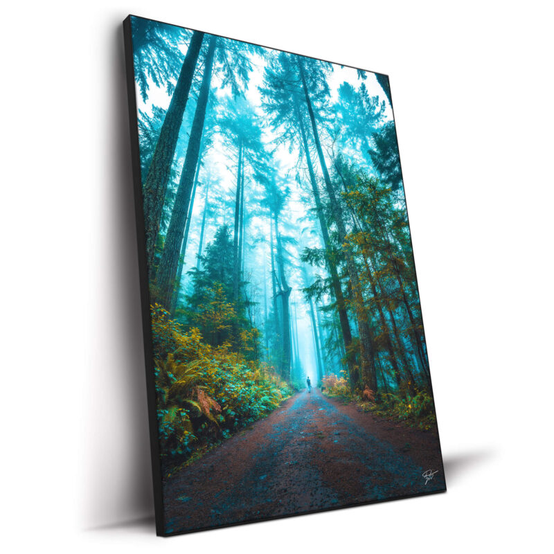 Misty forest in British Columbia, with towering trees and a person walking along a dirt path.