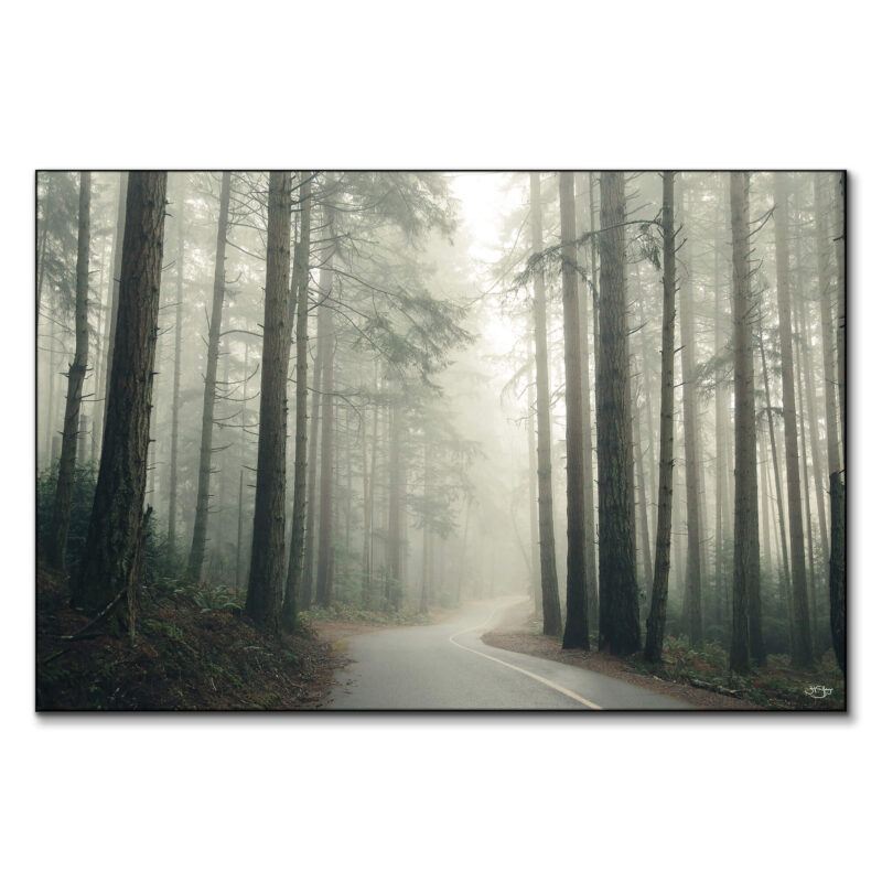 Winding road through a misty northwest forest with tall trees.