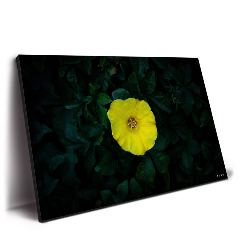 Hello Yellow Yellow Wall Decor by Nick Ford