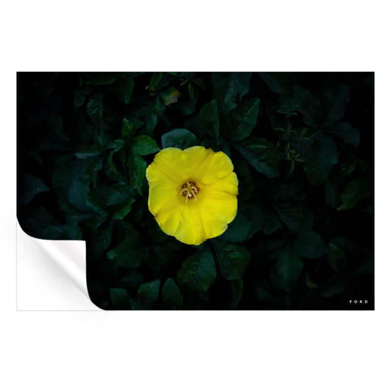 Hello Yellow Yellow Wall Art by Nick Ford