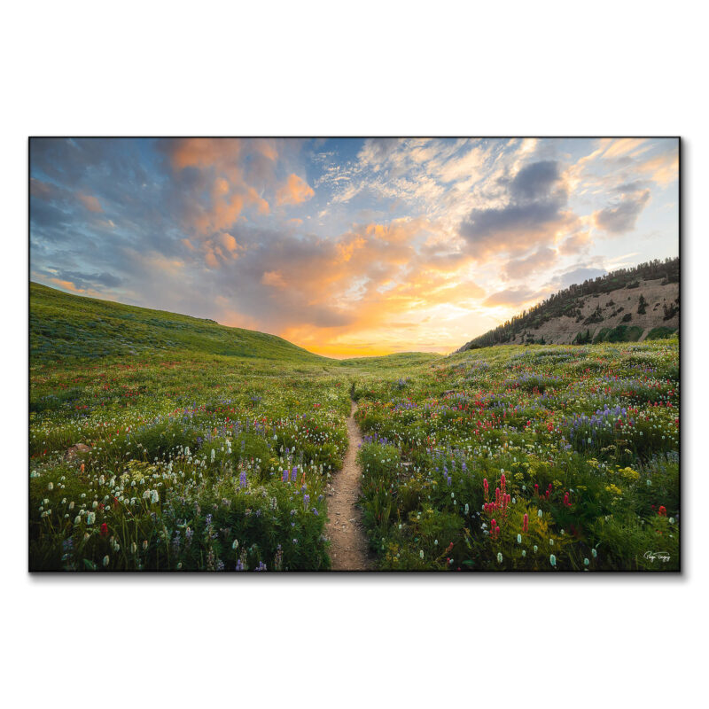 Wildflower Meadow Colorful Wall Art by Paige Tingey
