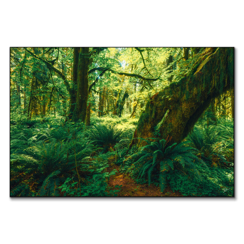 The Ancient Grove Green Wall Art by Zach Doehler