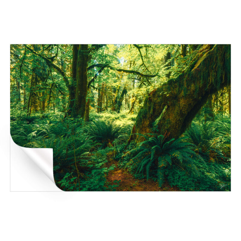 The Ancient Grove Green Wall Art by Zach Doehler