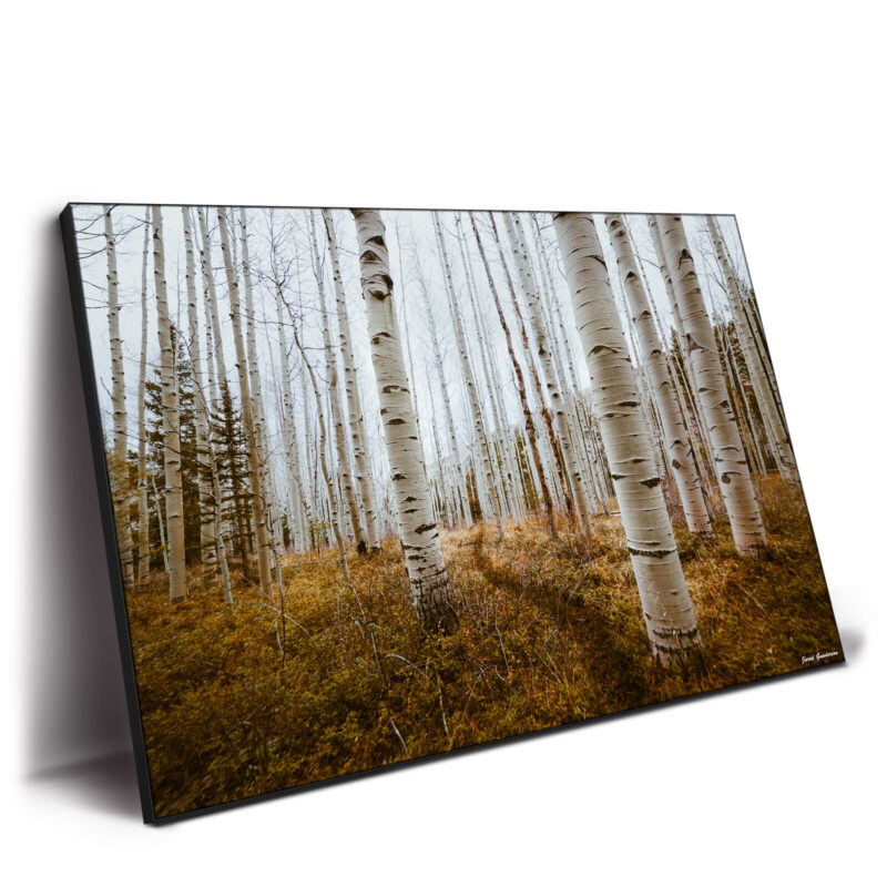 Aspen Grove Brown Wall Decor by Jared Q. Gunderson