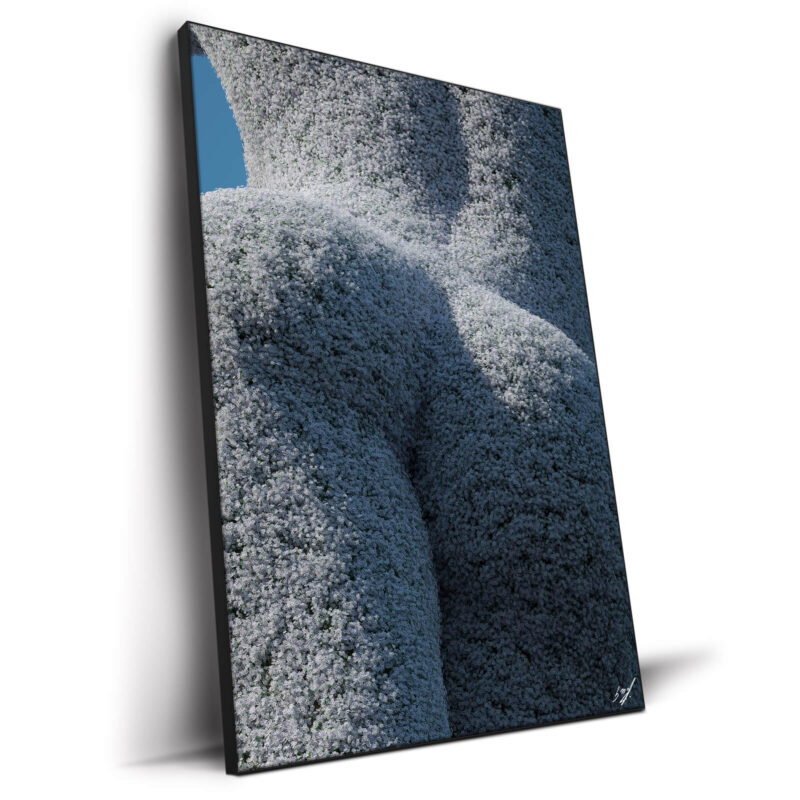 Flowers Cool Wall Decor by Konji