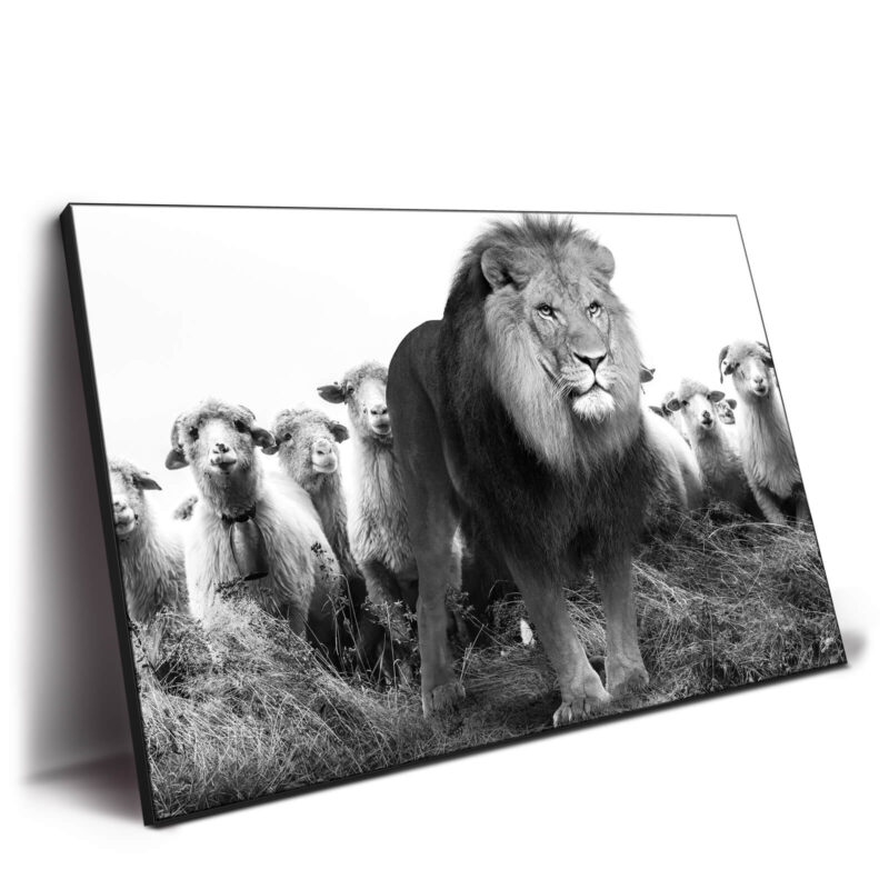 Lion and Sheep Black and White Wall Decor by Zenja Gammer