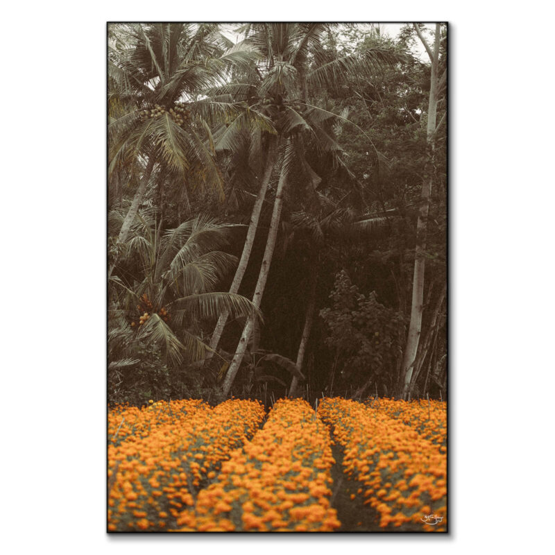 Bali Warm Wall Art by Zachary Snellenberger