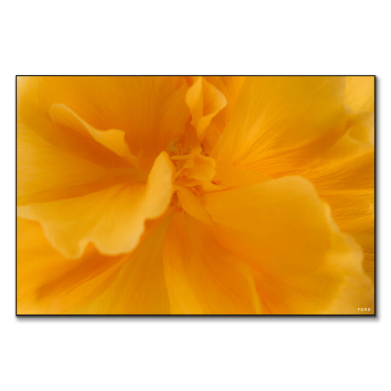 They Call Me Mellow Yellow Warm Wall Art by Nick Ford