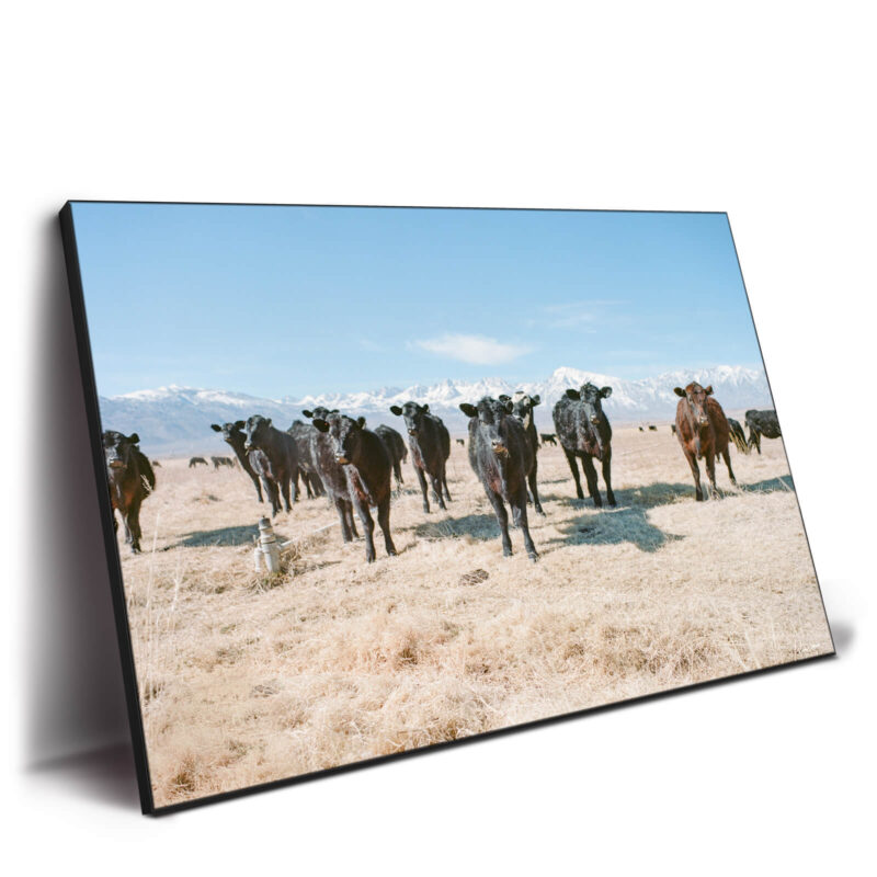 Lone Pine Neutral Wall Decor by Nicholas Dantzer