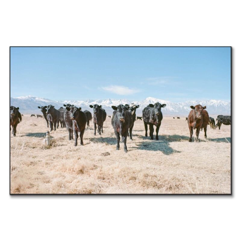 Lone Pine Neutral Wall Art by Nicholas Dantzer