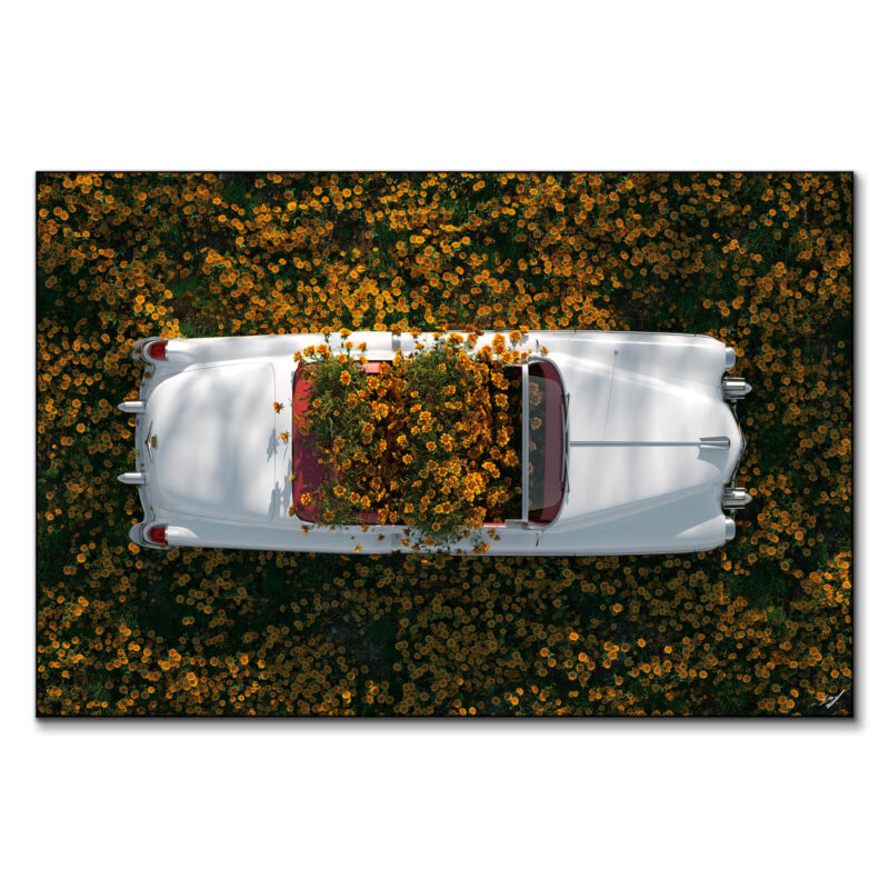 Yellow Flowers Warm Wall Art by Konji