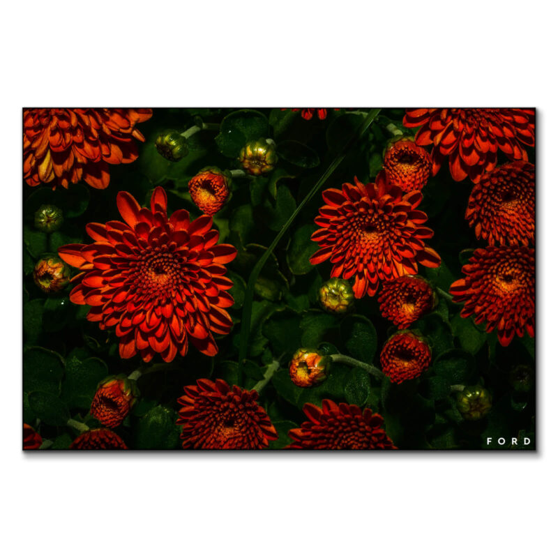 Moonlight Mums Dark Wall Art by Nick Ford