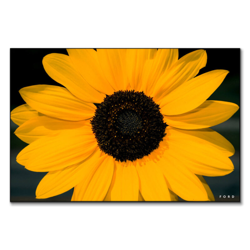 Sunflower Power Yellow Wall Art by Nick Ford
