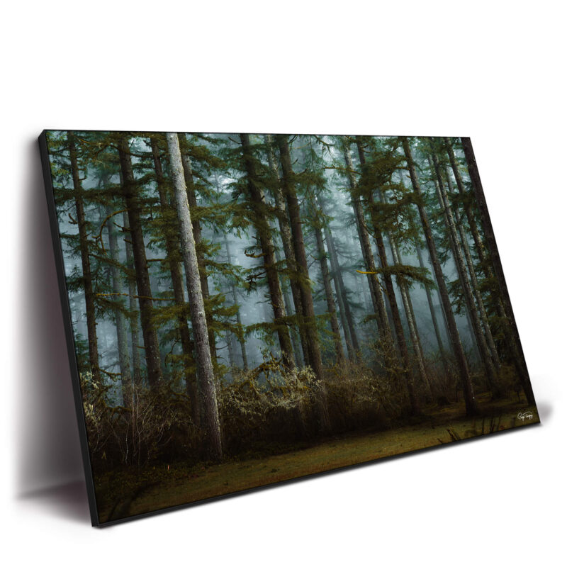 Moody Woods Cool Wall Decor by Paige Tingey
