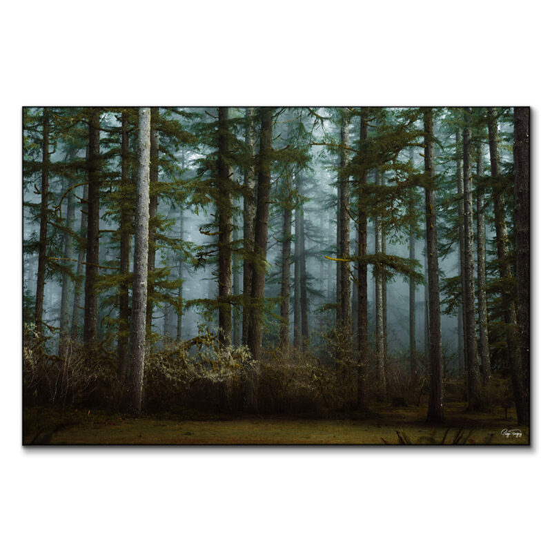 Moody Woods Cool Wall Art by Paige Tingey
