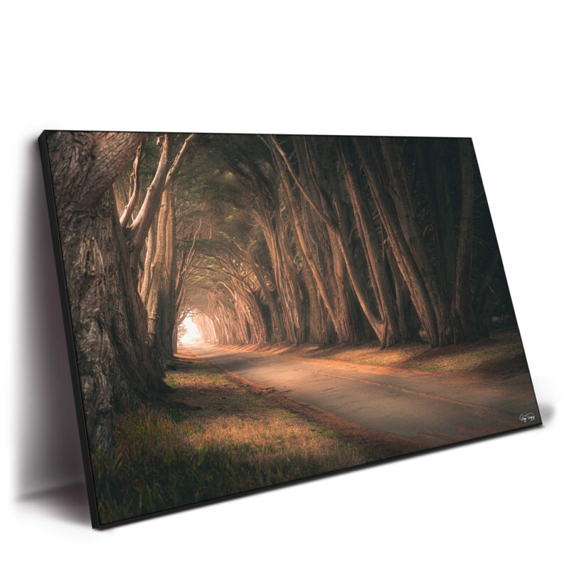 Tree Tunnel Brown Wall Decor by Paige Tingey