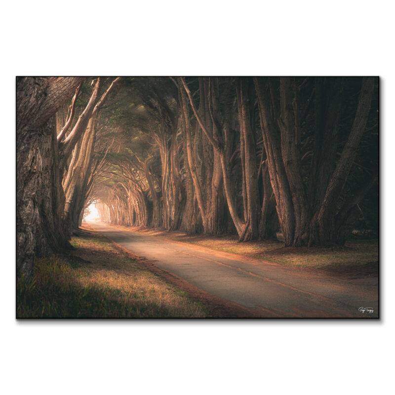 Tree Tunnel Brown Wall Art by Paige Tingey