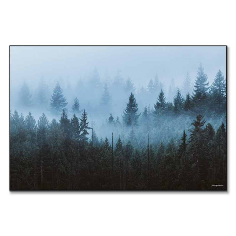 Enchanted Forest Cool Wall Art by Jared Q. Gunderson