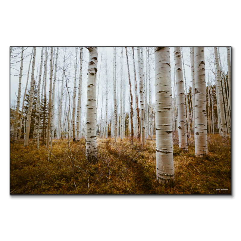 Aspen Grove Brown Wall Art by Jared Q. Gunderson