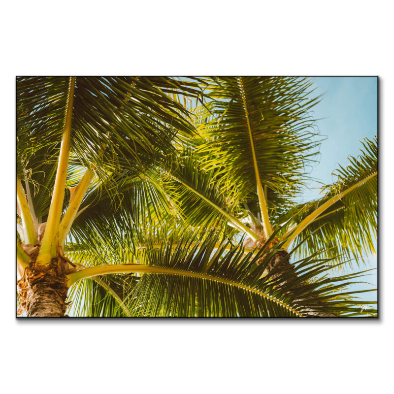 Hawaii Palm Green Wall Art by Jess Loiterton