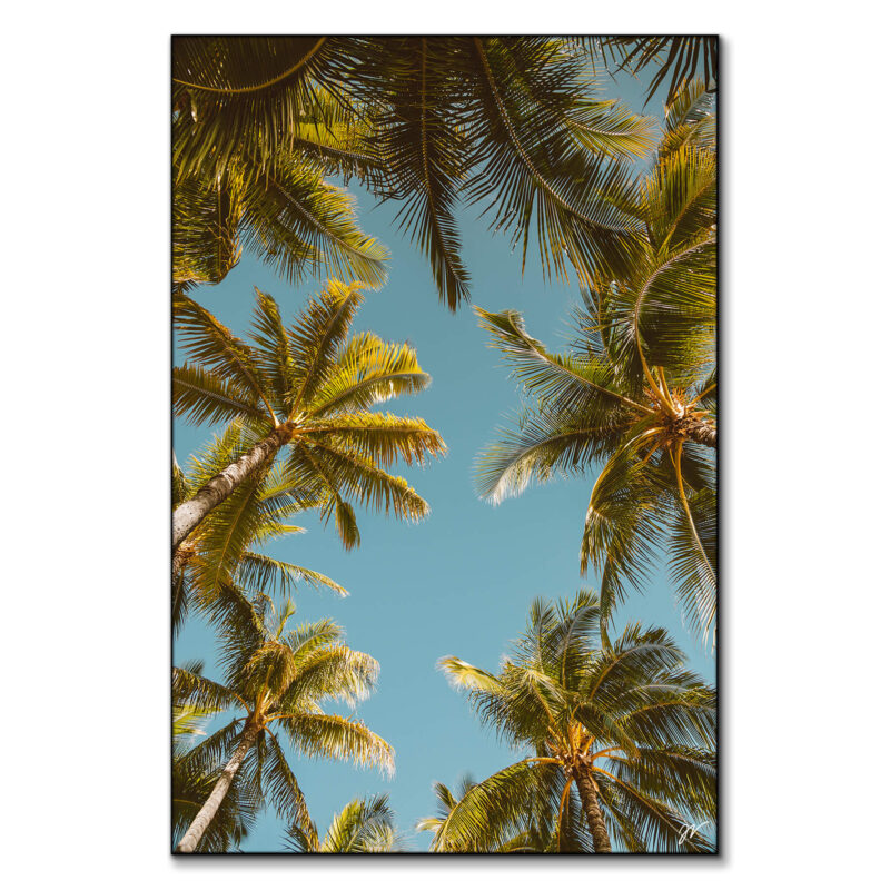 Palm Tree Sky Cool Wall Art by Jess Loiterton